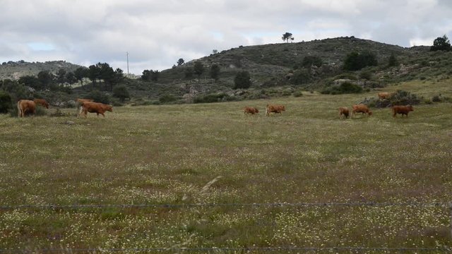 Real time of herd of barrosa cows in Northeastern Portugal, Europe.