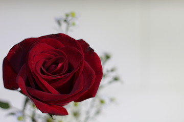 A beautiful red rose on the left side of the photo