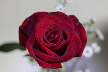 A beautiful illuminated red rose