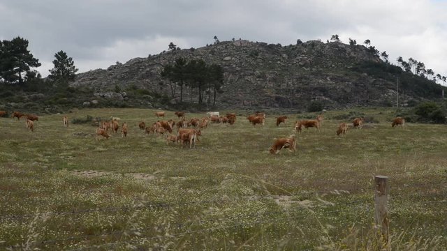 Real time of herd of barrosa cows in Northeastern Portugal, Europe.
