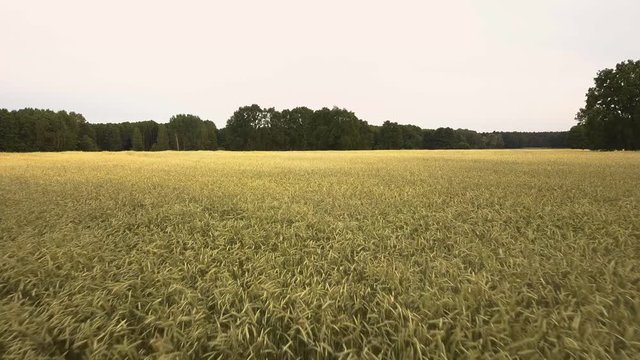 Getreide Feld 
