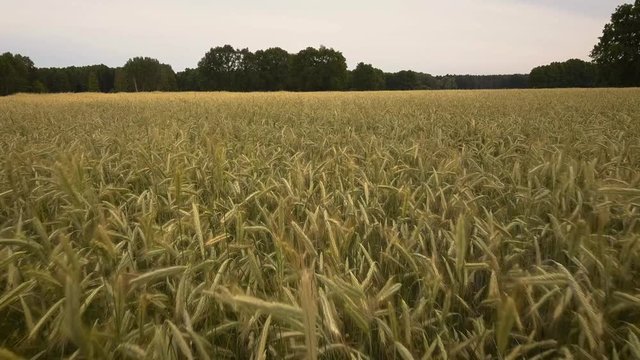 Getreide Feld 