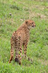チーター