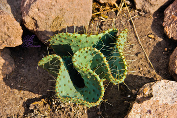 ESPINAS