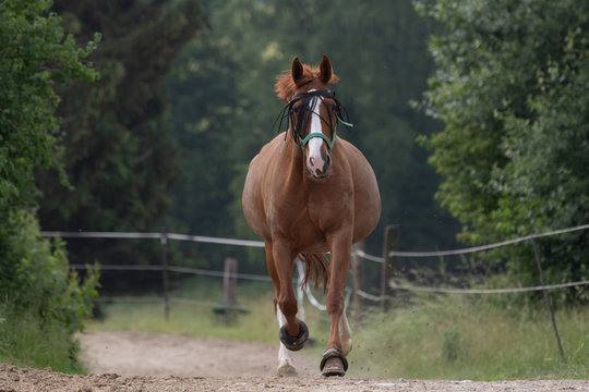 dicke Stute trabt auf dem Weideweg auf den Betrachter zu