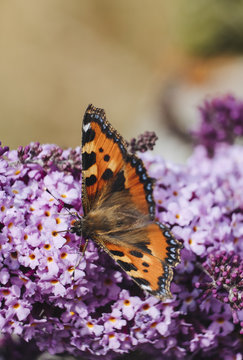 Small Tortoiseshell Butterfly (Aglais urticae) feeding on Buddle