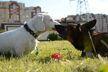 Dogs play with each other. Merry fuss puppies. Aggressive dog. Training of dogs.