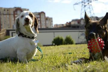 Dogs play with each other. Merry fuss puppies. Aggressive dog. Training of dogs. Double marble...