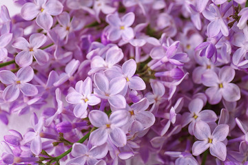 Beautiful blossoming lilac as background, closeup. Spring flowers