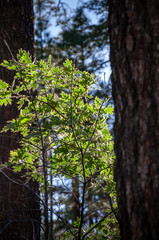 Fototapeta premium Laguna Mountains, California