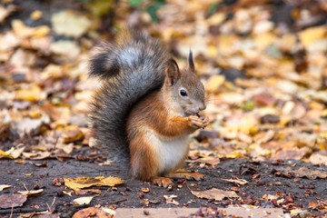 Naklejka na ściany i meble Squirrel eats in a park 