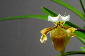 Macro photo of a beautiful yellow paphiopedilum exul orchid flower or lady slipper orchid. Selective focus