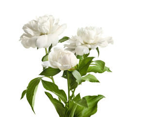 Beautiful blooming peony flowers on white background