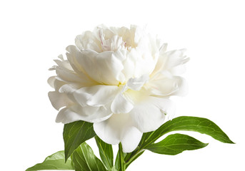 Obraz na płótnie Canvas Beautiful blooming peony flower on white background