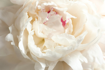 Beautiful blooming peony flower as background, closeup