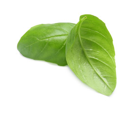 Fresh green basil leaves on white background