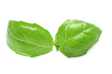 Fresh green basil leaves on white background