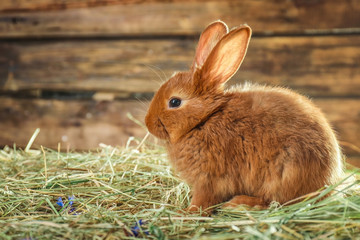 Fototapeta premium Adorable red bunny on straw against blurred background