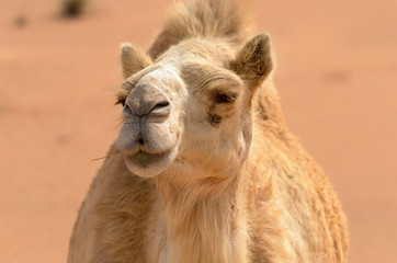 Camel as if posing for a portrait shot