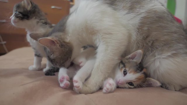 the cat licks the tongue of a small kitten slow motion video. cat mom and little kittens lie on the couch. cat and kittens lifestyle concept