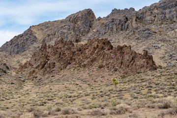 Joshua trees growing wild on the slopes of the white mountains of California