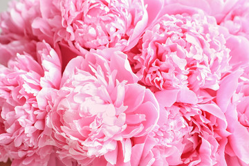 Beautiful fragrant peony flowers as background
