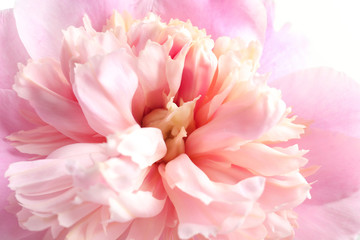 Obraz na płótnie Canvas Beautiful fragrant peony flower, closeup