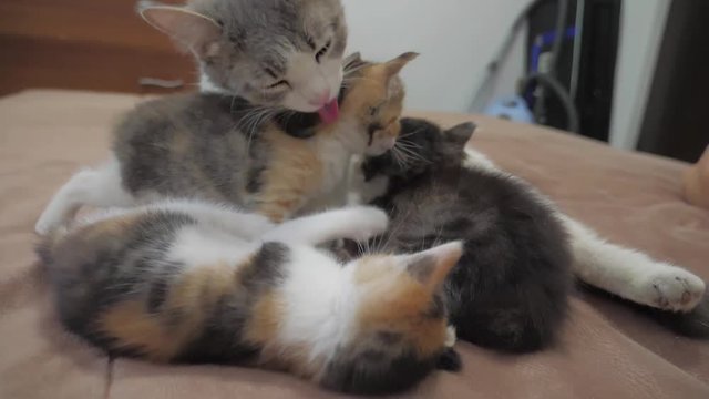 the cat licks the tongue of a small kitten played slow motion video. cat mom and little kittens lie on the couch lifestyle . cat and kittens concept
