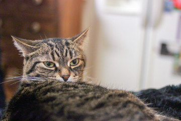 Cat stare
