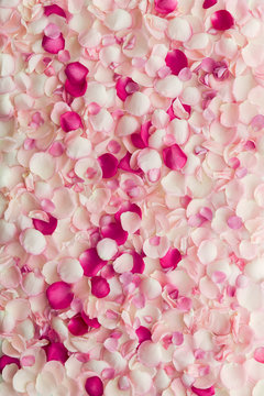 Rose petal background