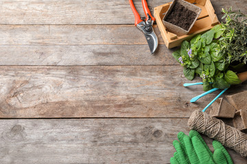 Flat lay composition with gardening tools and plant on wooden background