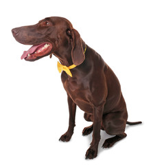 German Shorthaired Pointer dog with bow tie on white background