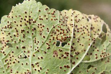 Pathogenic fungus Puccinia malvacearum or hollyhock rust on leaf of Alcea rosea