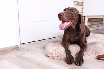 German Shorthaired Pointer dog lying on furry rug