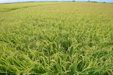 Rice farm; Rice field; Rice paddy - YiLan, Taiwan