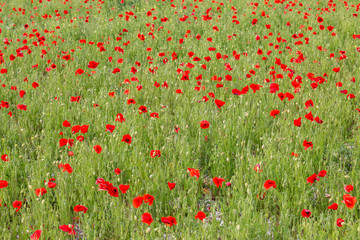Naklejka premium A Poppy Field