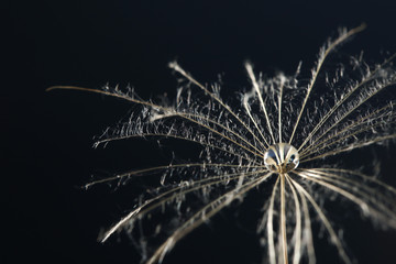 Dandelion seed with dew drop on black background, close up