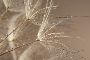Dandelion seeds with dew drops on grey background, close up