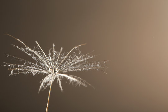 Dandelion seed with dew drop on grey background, close up