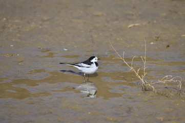 A beautiful bird in wetlands