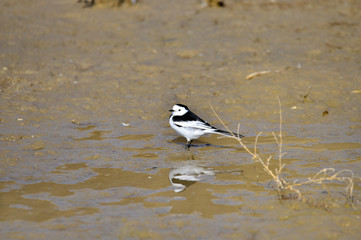 A beautiful bird in wetlands