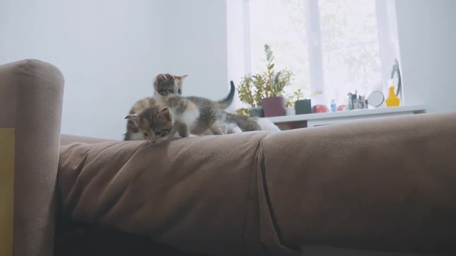 Two Kittens Are Played Tries To Get Off The Couch On The Couch Slow Motion Video. Kitten Playing Concept Two Kittens And A Cat Lifestyle