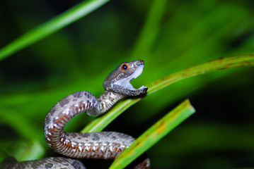 Purple Spotted Pit Viper ready to strike