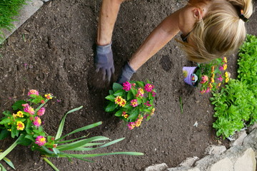 Fototapeta premium Woman planting flowers in her back yard in the early summer