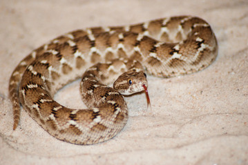 Saw-Scaled Viper flicking its tongue