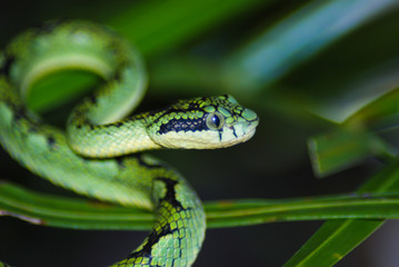 Closeup of a Trimeresurus wagleri on green leaves