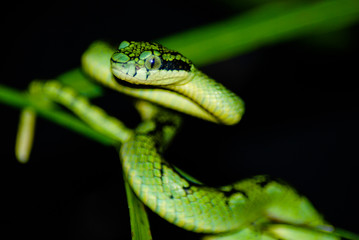 Trimeresurus wagleri coiled and ready to strike