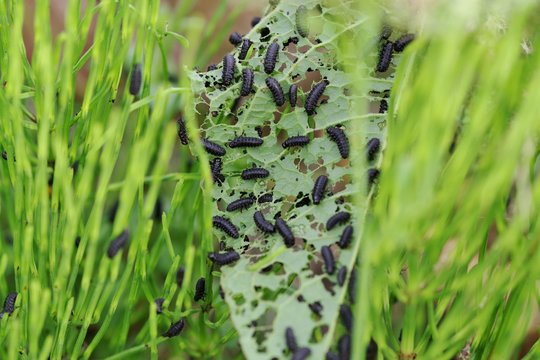 葉っぱに群がる大量の虫