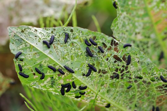 葉っぱに群がる大量の虫