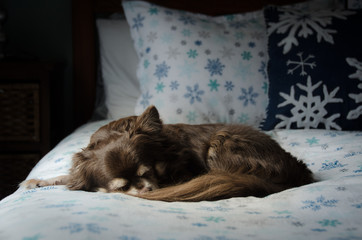 chihuahua dog sleeping on bed in winter